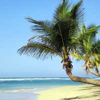 Palm Trees on the Beach in Cuba