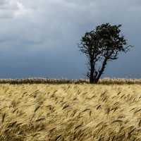 Fields and a tree landscape in Cyprus