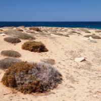 Sand and Beach Landscape in Cyprus