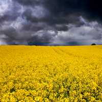 Flower Fields in Aabenraa, Denmark