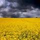 Flower Fields in Aabenraa, Denmark