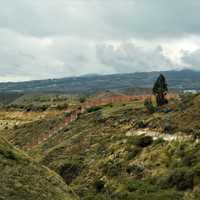 Hillside landscape with shrubs