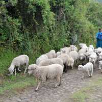 Sheepherder in the valley