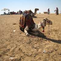 Camel in the Desert in Giza, Egypt
