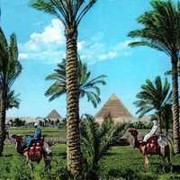 Pyramids of Giza with trees in the foreground in Egypt