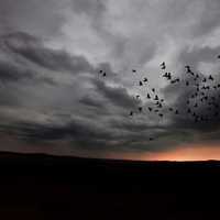 Birds Migrating under the clouds at dusk