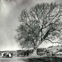 Black and White picture with tree and cows
