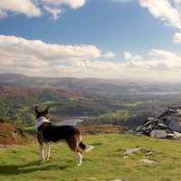 Dog overlooking the valley landscape