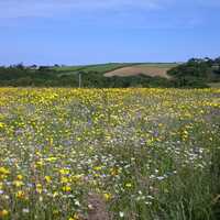 Grass and flower fields landscape