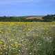 Grass and flower fields landscape