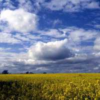 Rapeseed and sky landscape in England