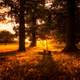 Sunset Glory on the path and trees