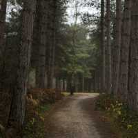 Wooded Corridor in Sherwood Forest