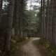 Wooded Corridor in Sherwood Forest