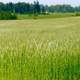 A grain field in Vihtiin, Finland