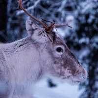 Deer in Riisitunturi National Park, Finland