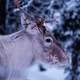 Deer in Riisitunturi National Park, Finland