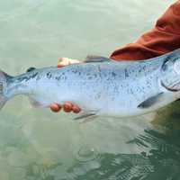 Angler Holding Silver Salmon