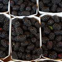 Boxes of Blackberries