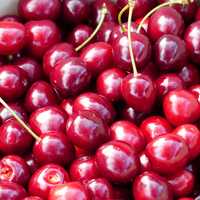 Bunch of Cherries on sale