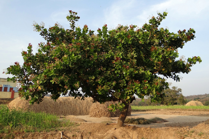 Cashew Nut Tree image - Free stock photo - Public Domain photo - CC0 Images