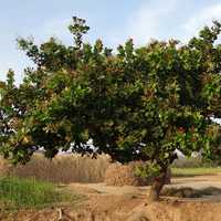 Cashew Nut Tree