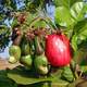 Cashew Tree with Cashew Fruit