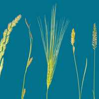 Cereal Grasses and Grains