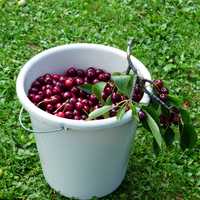 Cherries in a Cup 