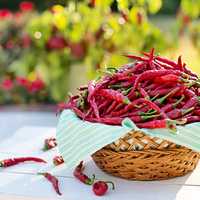 Cheyenne Peppers in a bowl