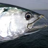 Fish Head Tuna