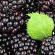 Freshly picked Blackberries