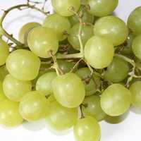 Green Grapes looking delicious