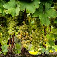 Green Grapes on a vine