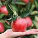 Hand holding a red apple