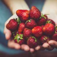 Hand Holding Strawberries