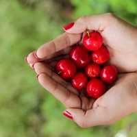 Hands Holding Cherries