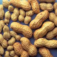 Peanuts in shells