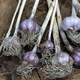 Purple Garlic Root Vegetables