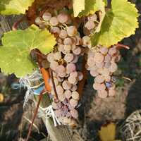 Purple Grapes on the Vine