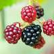 Red and Black Blackberries on the stem