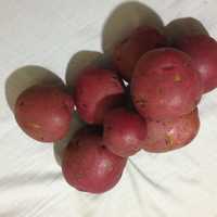 Red Potatoes