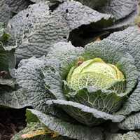 Savoy Cabbage in the ground