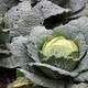 Savoy Cabbage in the ground