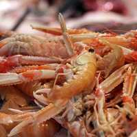 Shrimp and fresh seafood