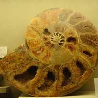 Ammonite Shell