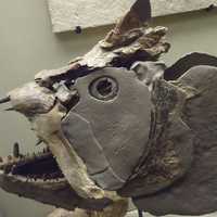 Cretaceous Fish Skull