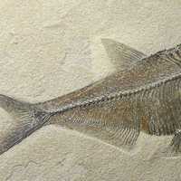 Diplomystus Dentatus