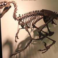 Dromaeosaur Skeleton