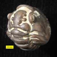 Fossil of the Trilobite - Flexicalymene meeki